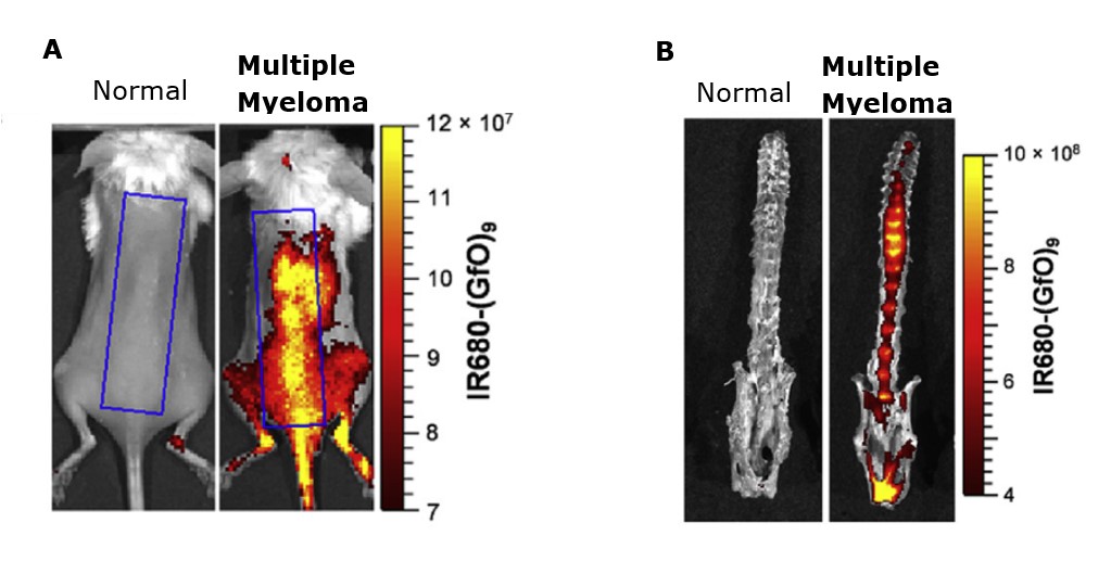 In vivo CHP probe