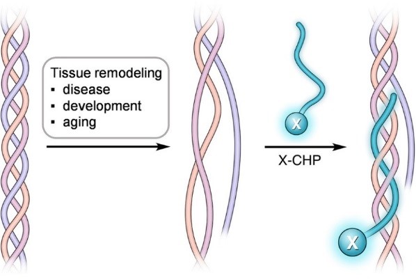 collagen hybridizing peptide remodelling